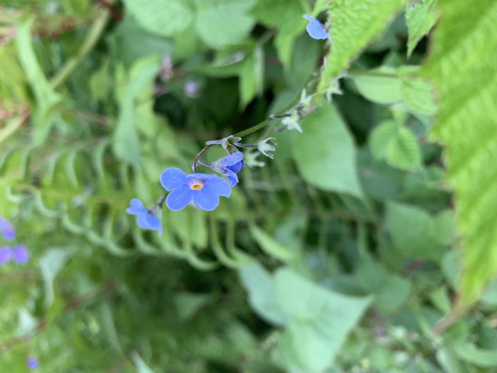 Blue poppy